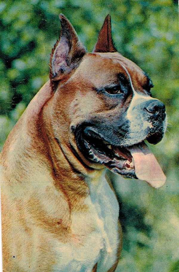 russian boxer dog